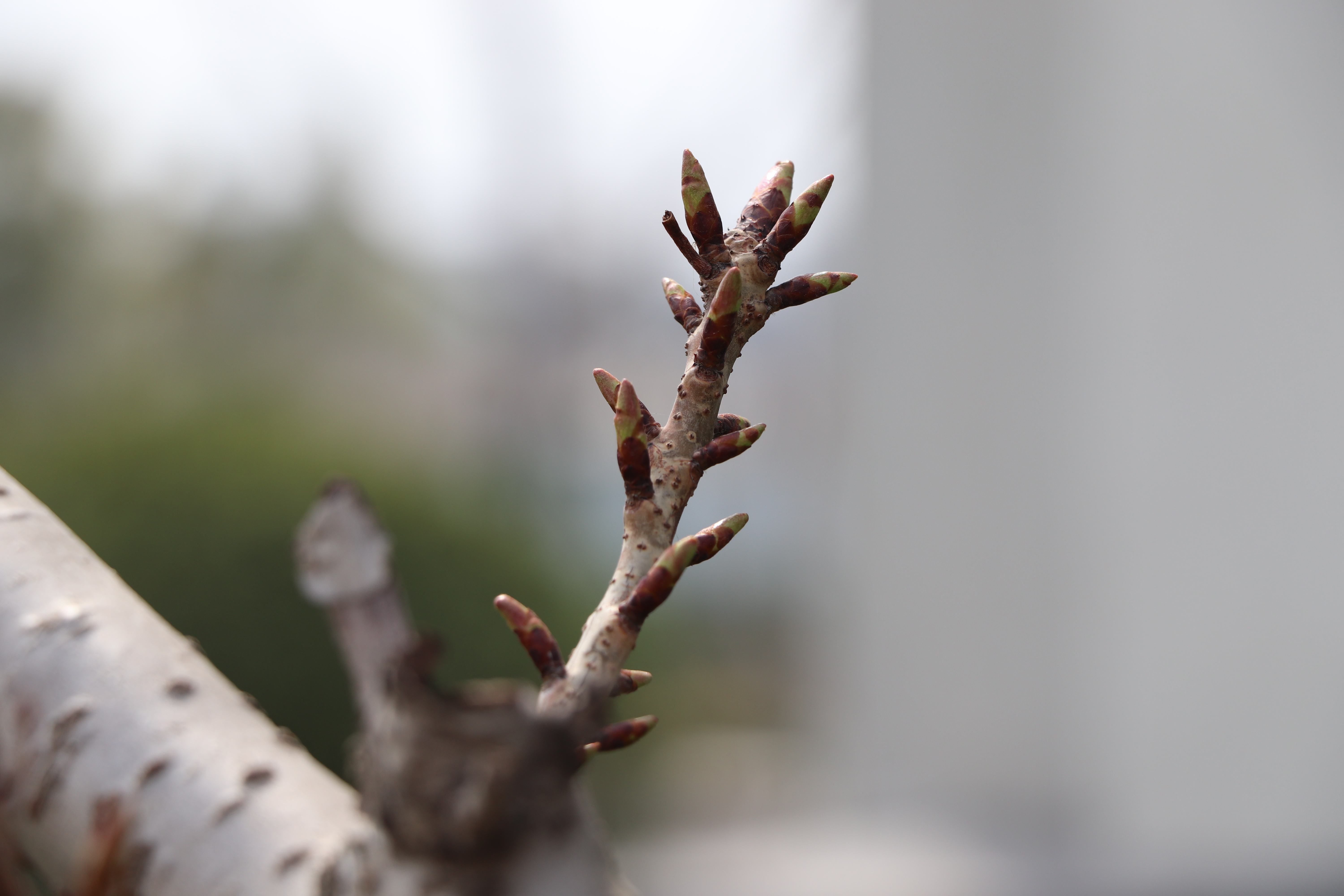 【濟寧大運河駕校】與春遇，與疫分 (圖3)