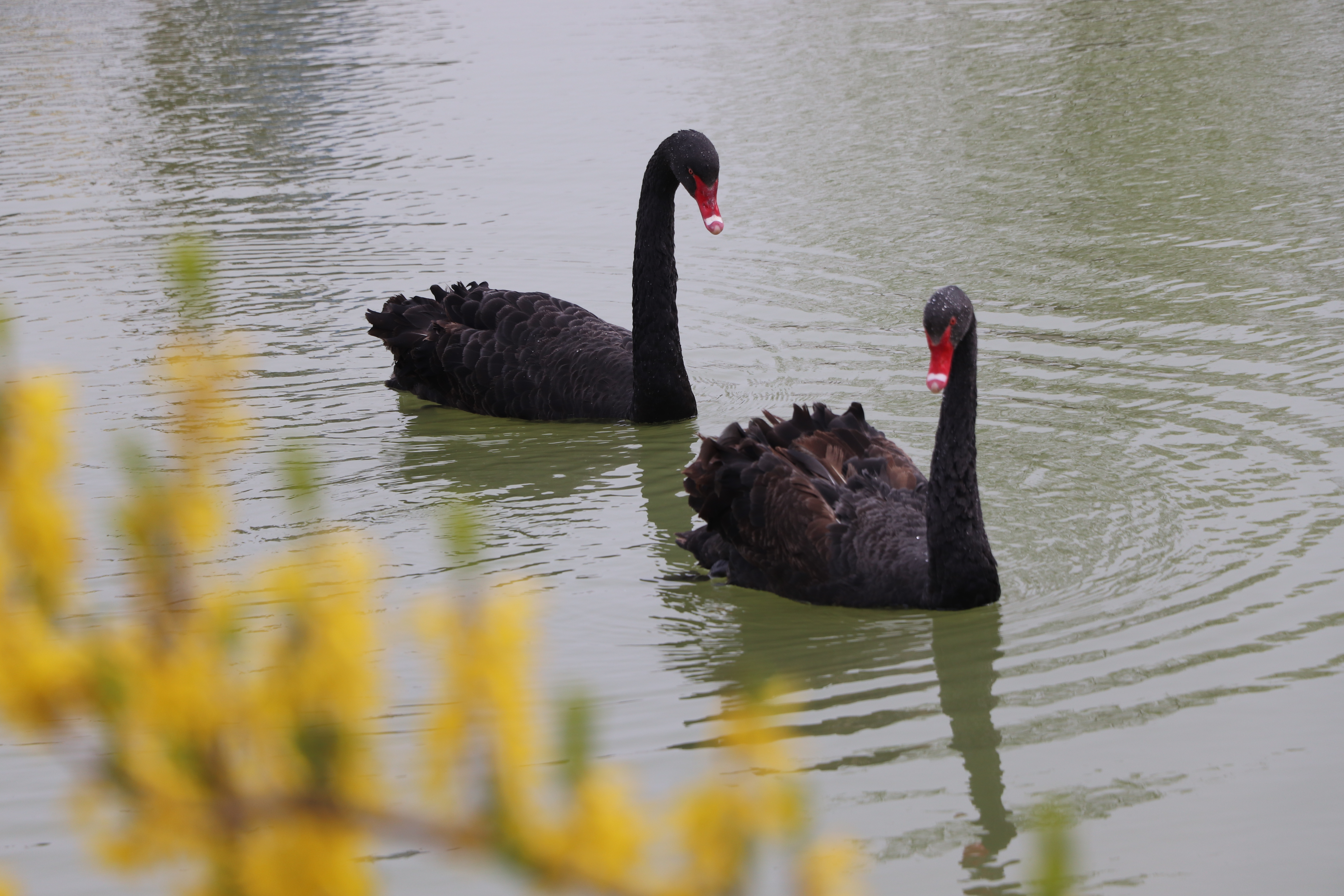【濟寧大運河駕?！颗c春遇，與疫分 (圖5)