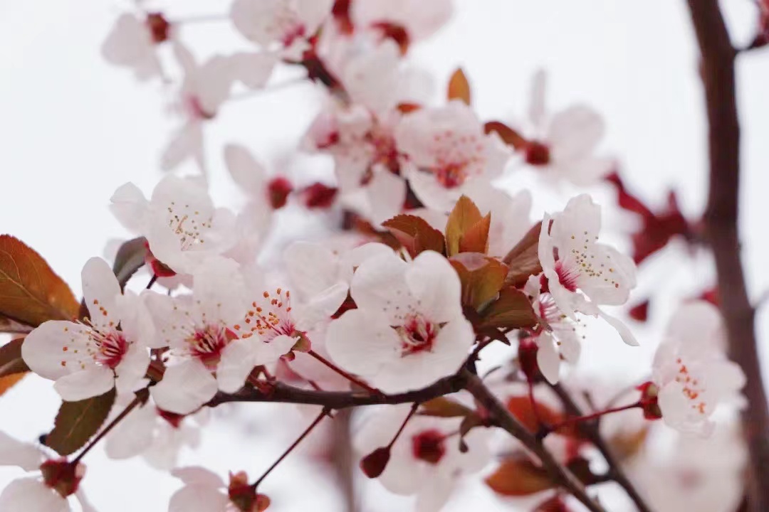 【濟寧大運河駕?！颗c春遇，與疫分 (圖6)