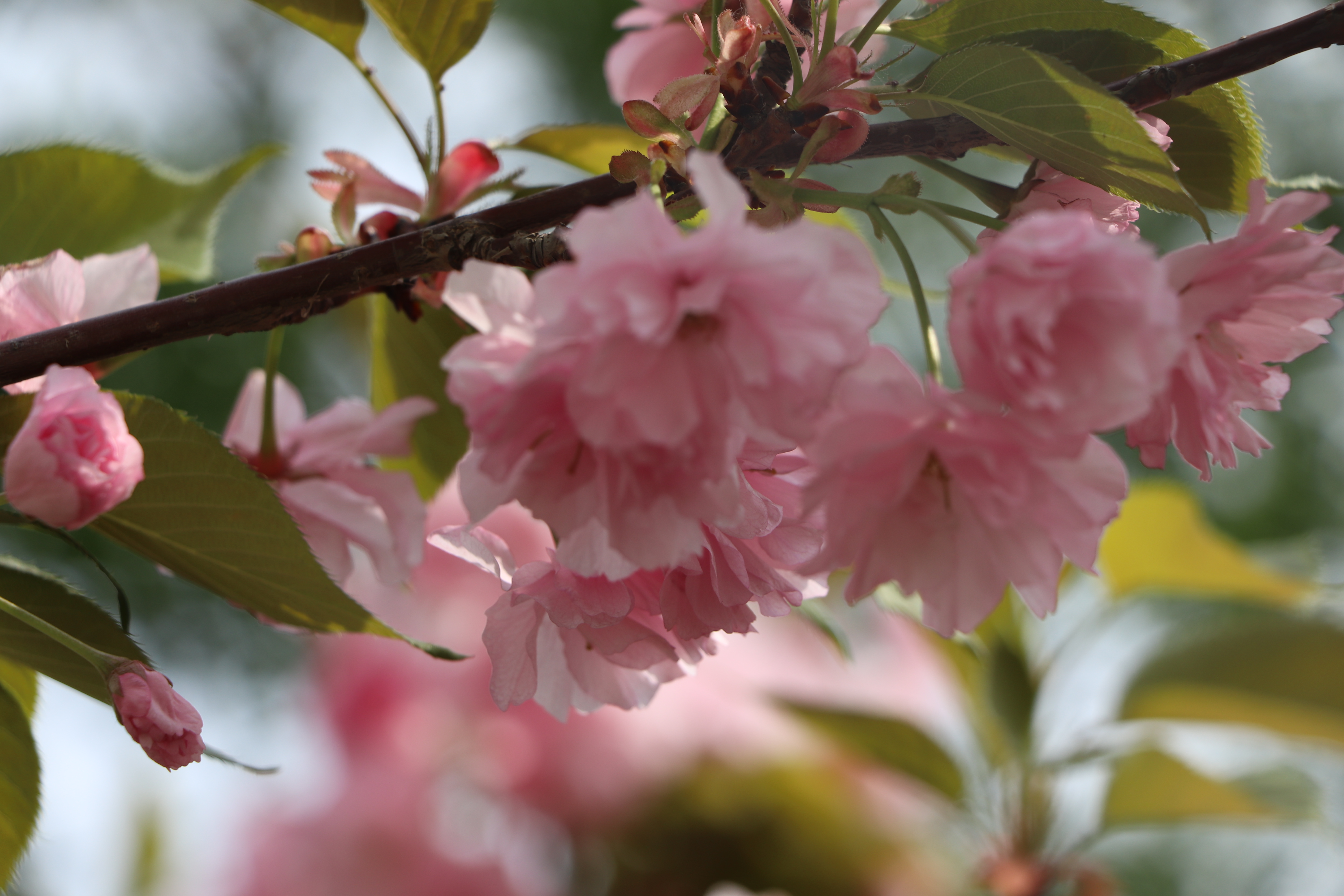 【濟寧大運河駕?！啃@美景在身邊，正是人間四月天 (圖2)