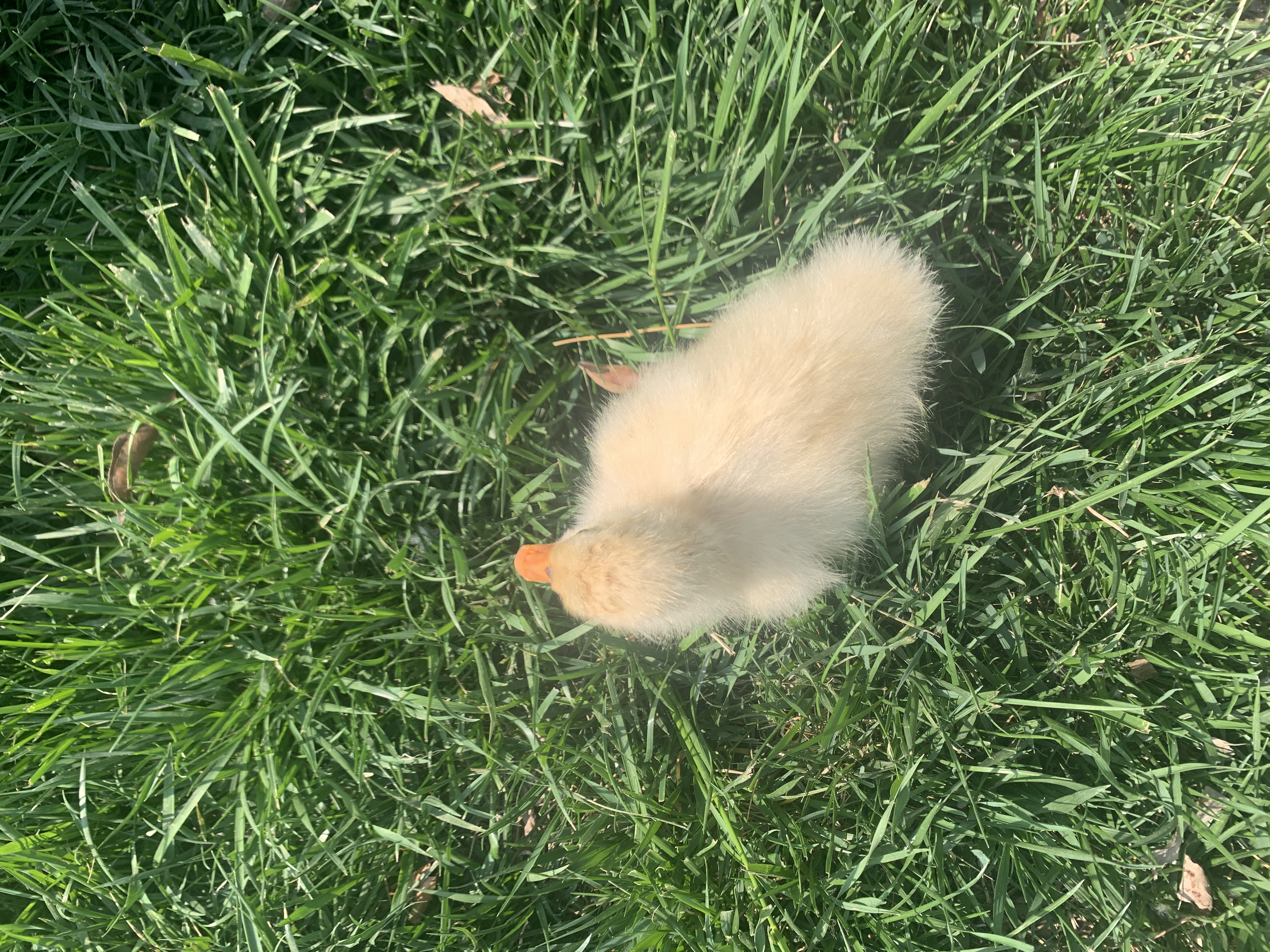 【濟(jì)寧大運(yùn)河駕?！看河?，夏將至 (圖9)