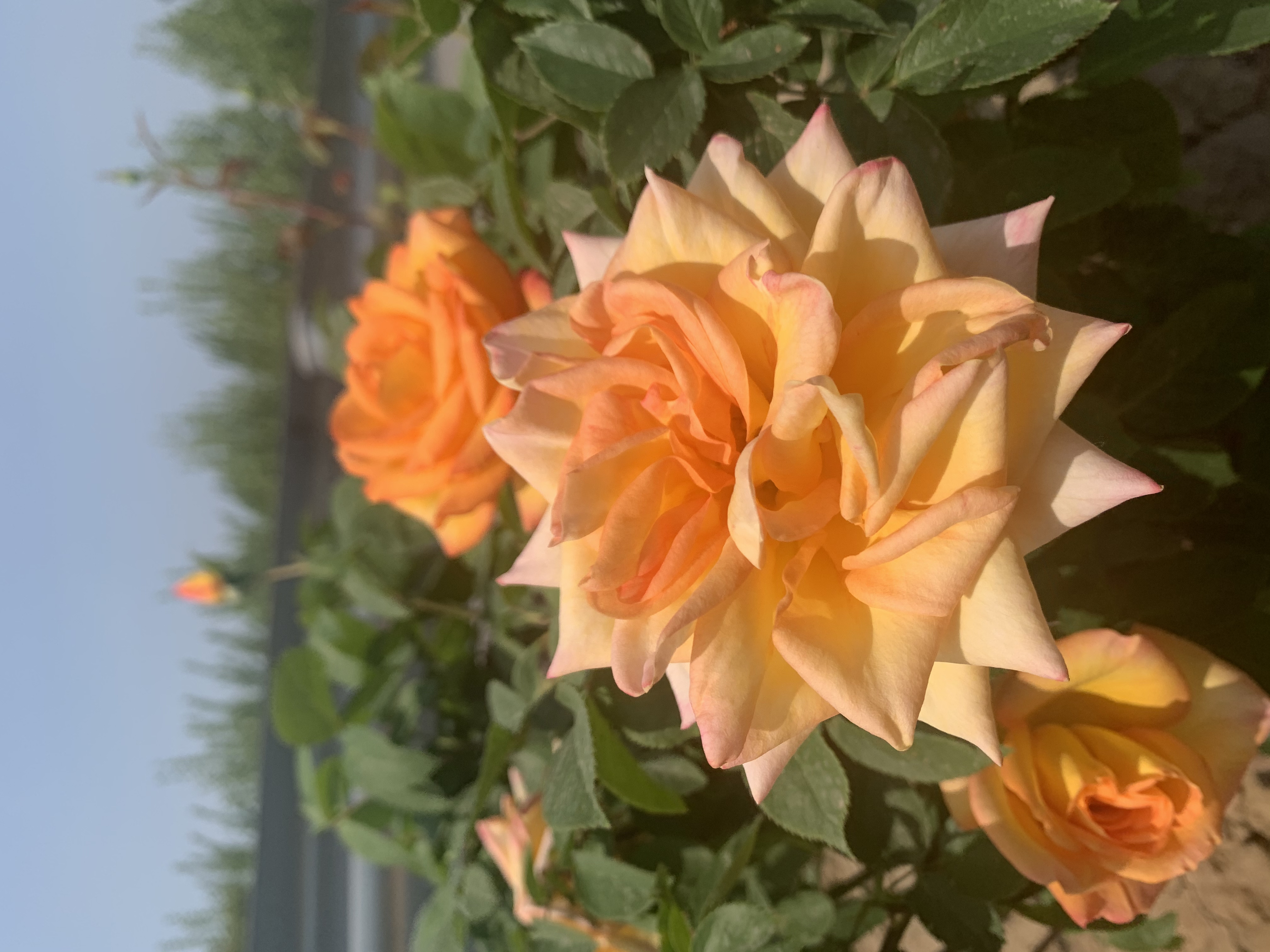 【濟(jì)寧大運(yùn)河駕校】春欲止，夏將至 (圖6)