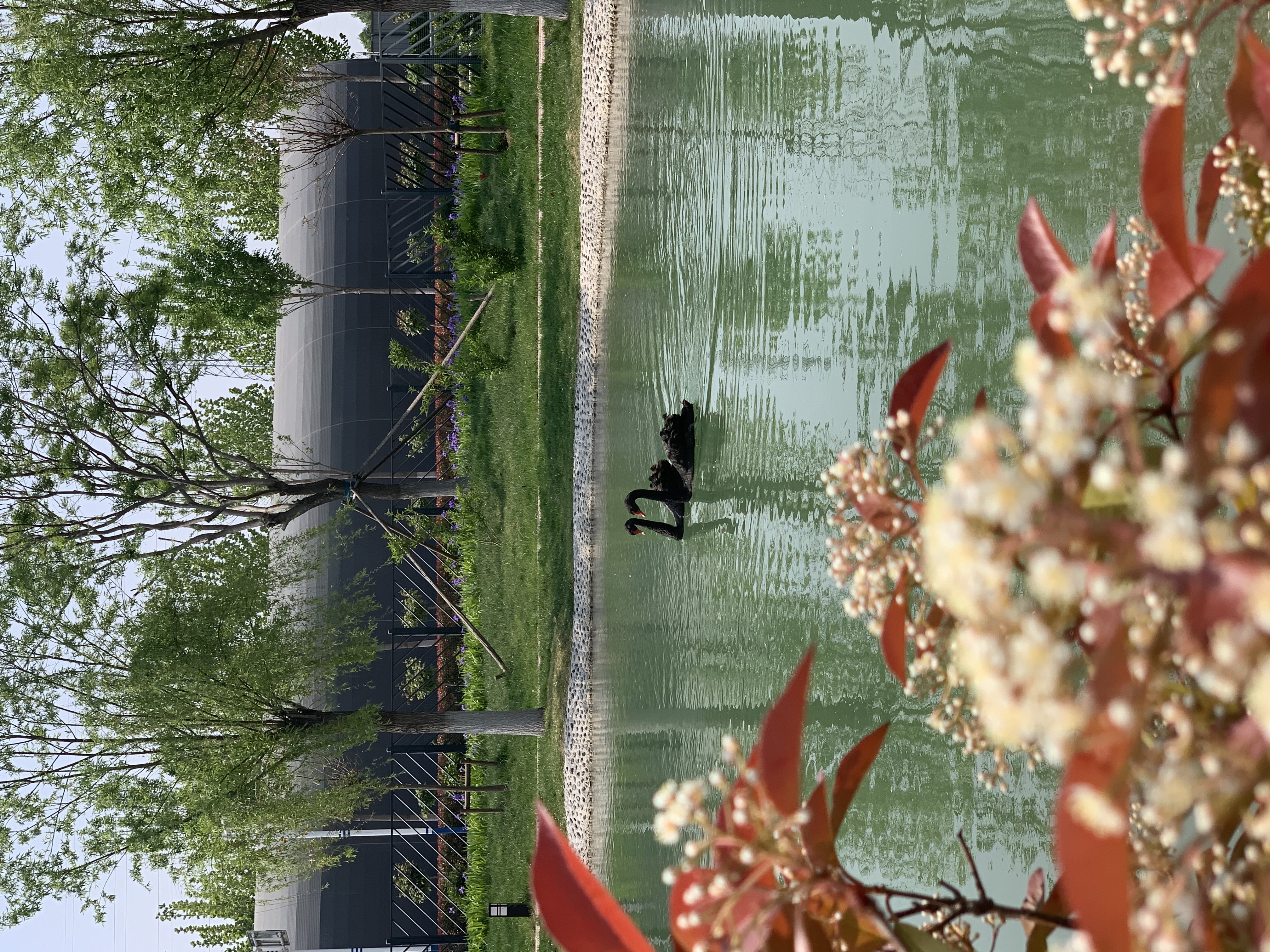 【濟(jì)寧大運(yùn)河駕?！看河?，夏將至 (圖7)