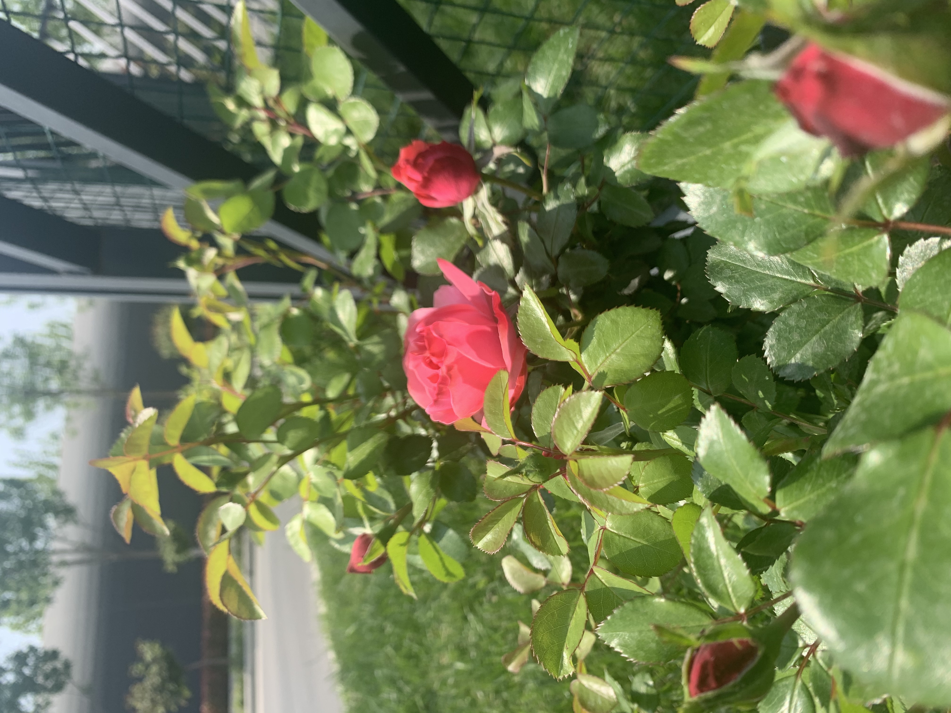 【濟(jì)寧大運(yùn)河駕?！看河梗膶⒅?(圖8)