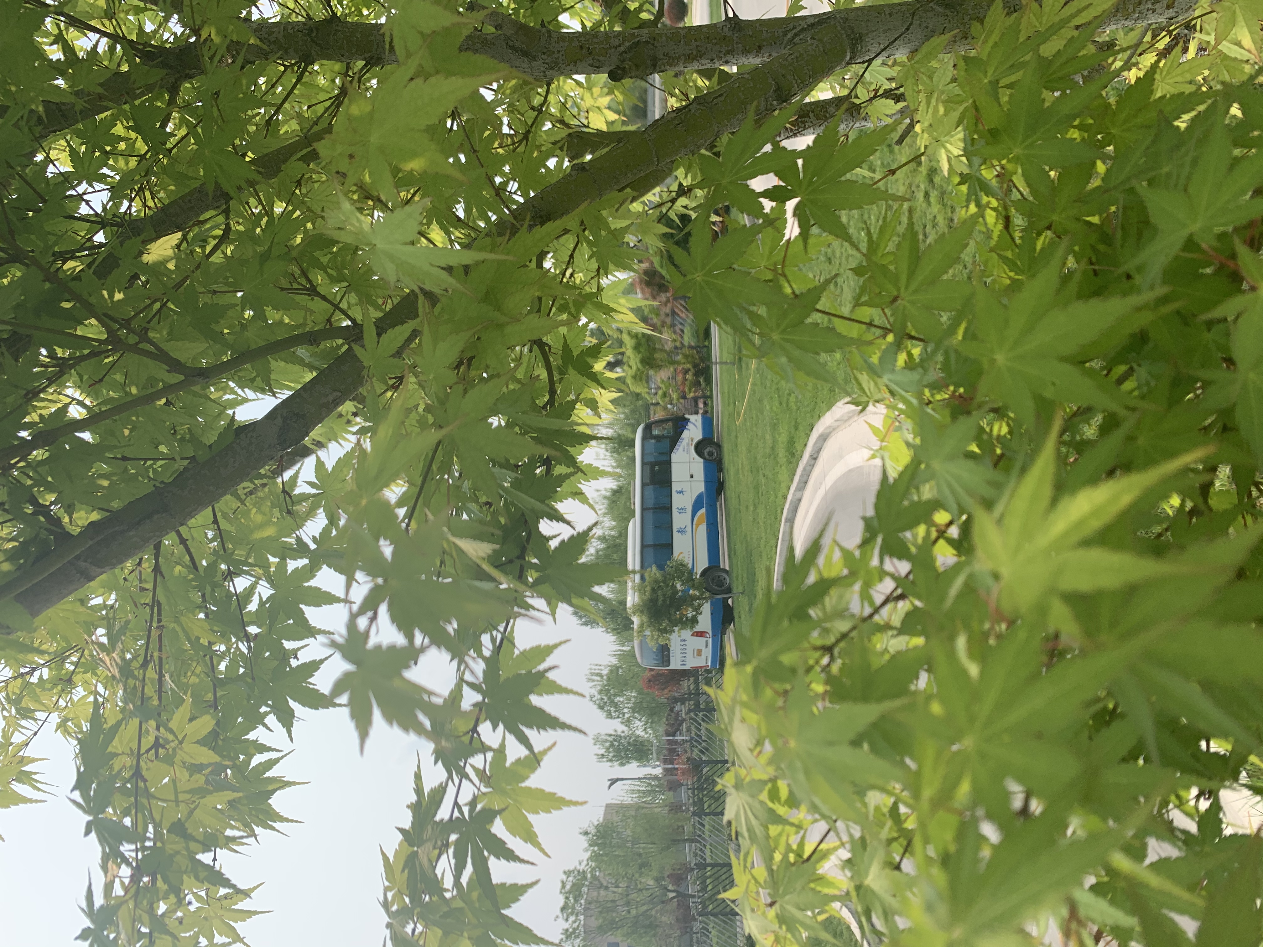 【濟(jì)寧大運(yùn)河駕校】春欲止，夏將至 (圖10)