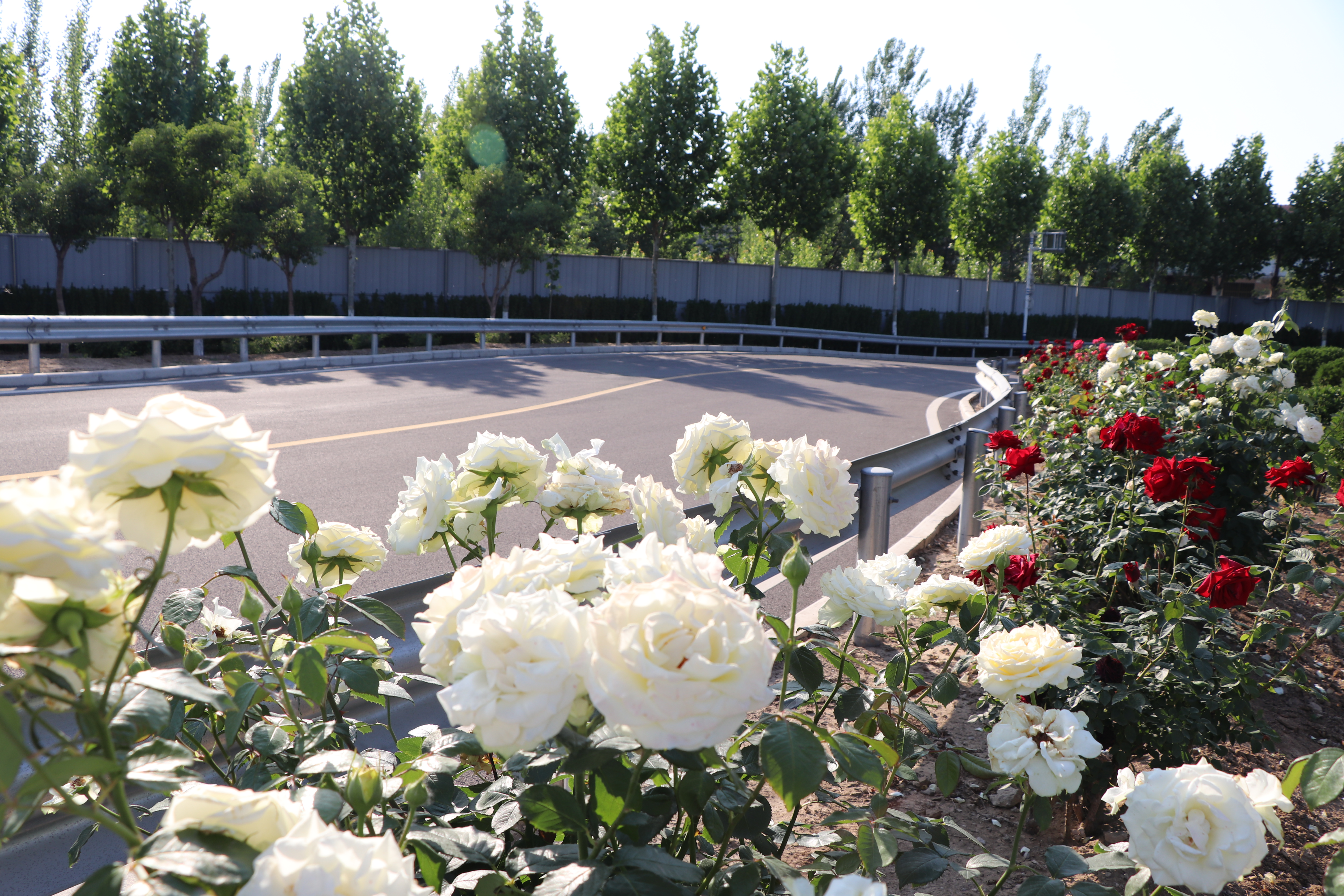 【濟(jì)寧大運(yùn)河駕?！恳槐抉{照，是送給孩子最好的成人禮物~ (圖6)