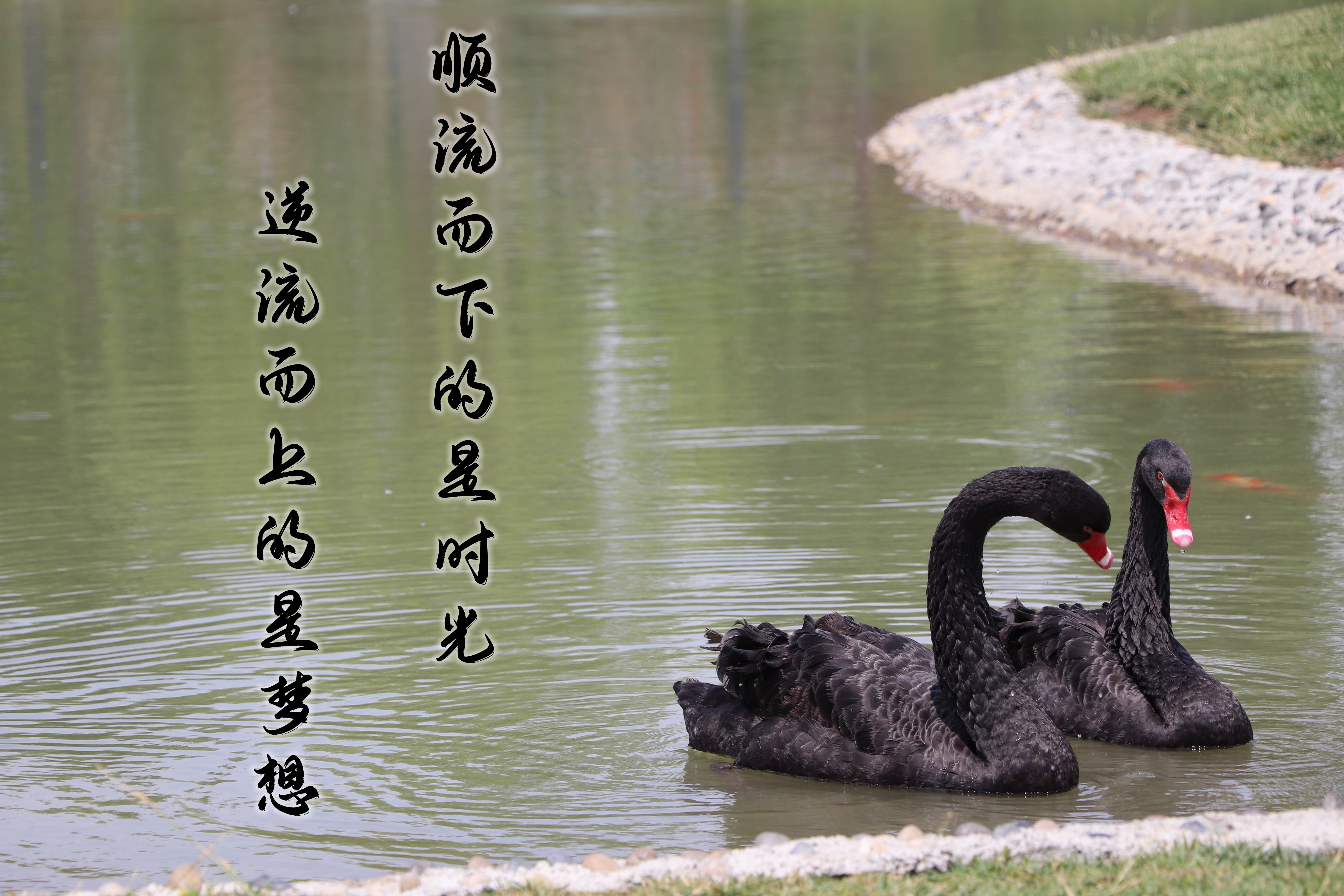 【濟寧大運河駕?！壳の炊ǎ阶晕覠o悔青春！(圖5)