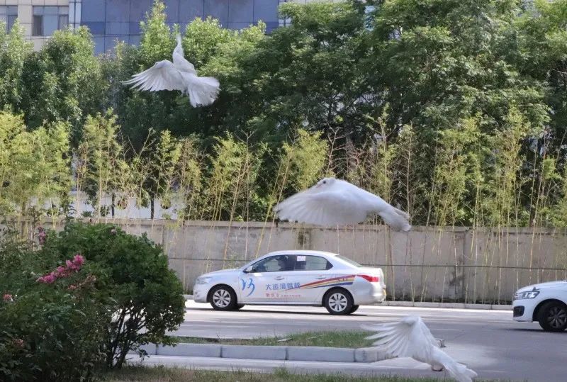 【濟(jì)寧大運(yùn)河駕?！拷鹎锞旁聦W(xué)車季，期待與您的相遇~(圖2)