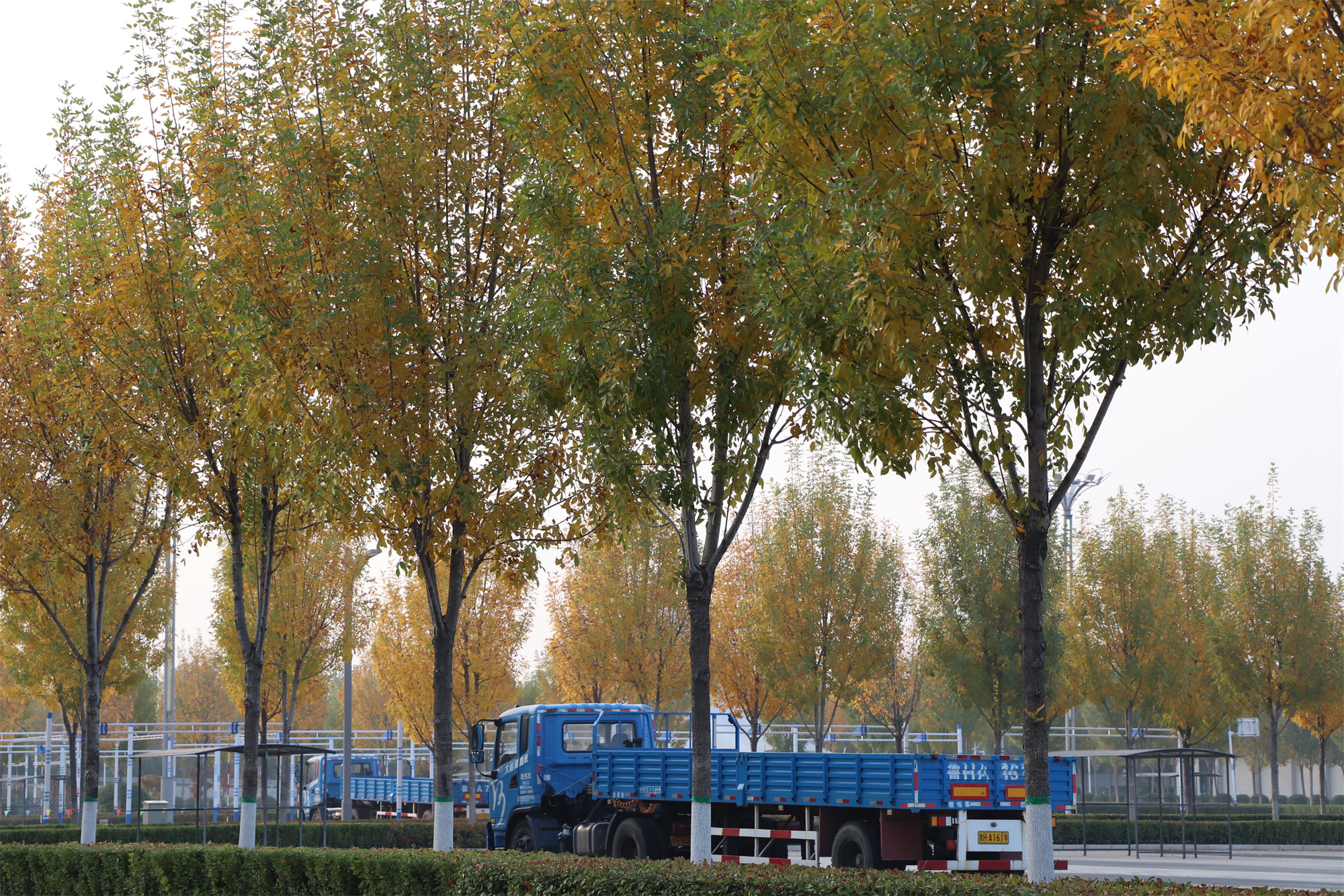 【濟(jì)寧大運(yùn)河駕?！坎蹲今{校亮麗風(fēng)景，定格最美初冬校園~(圖9)