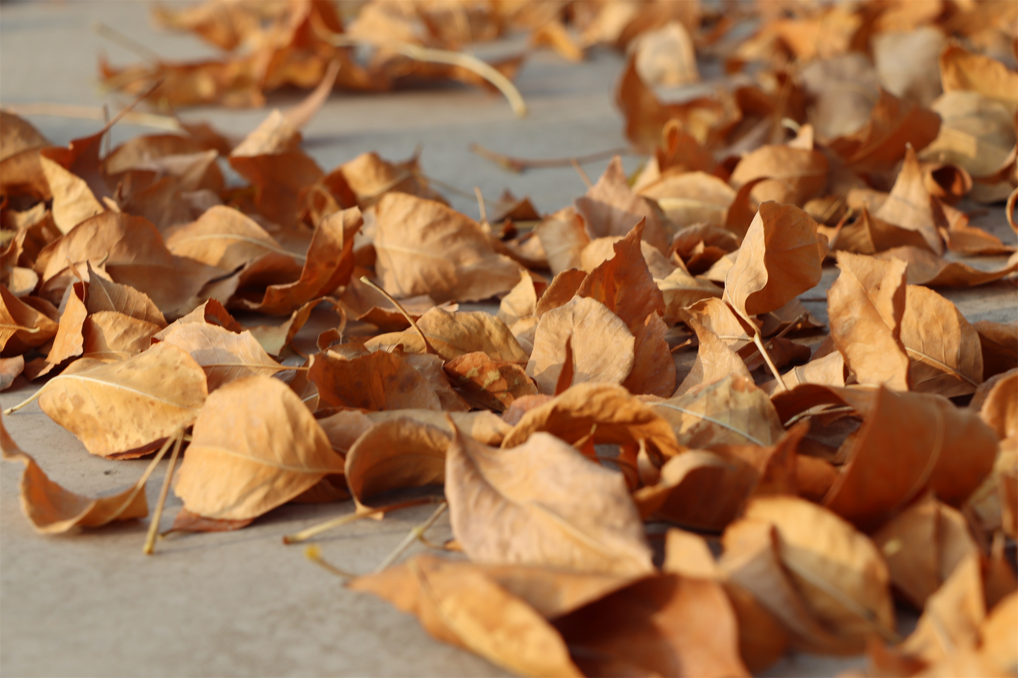 【濟(jì)寧大運(yùn)河駕校】捕捉駕校亮麗風(fēng)景，定格最美初冬校園~(圖3)