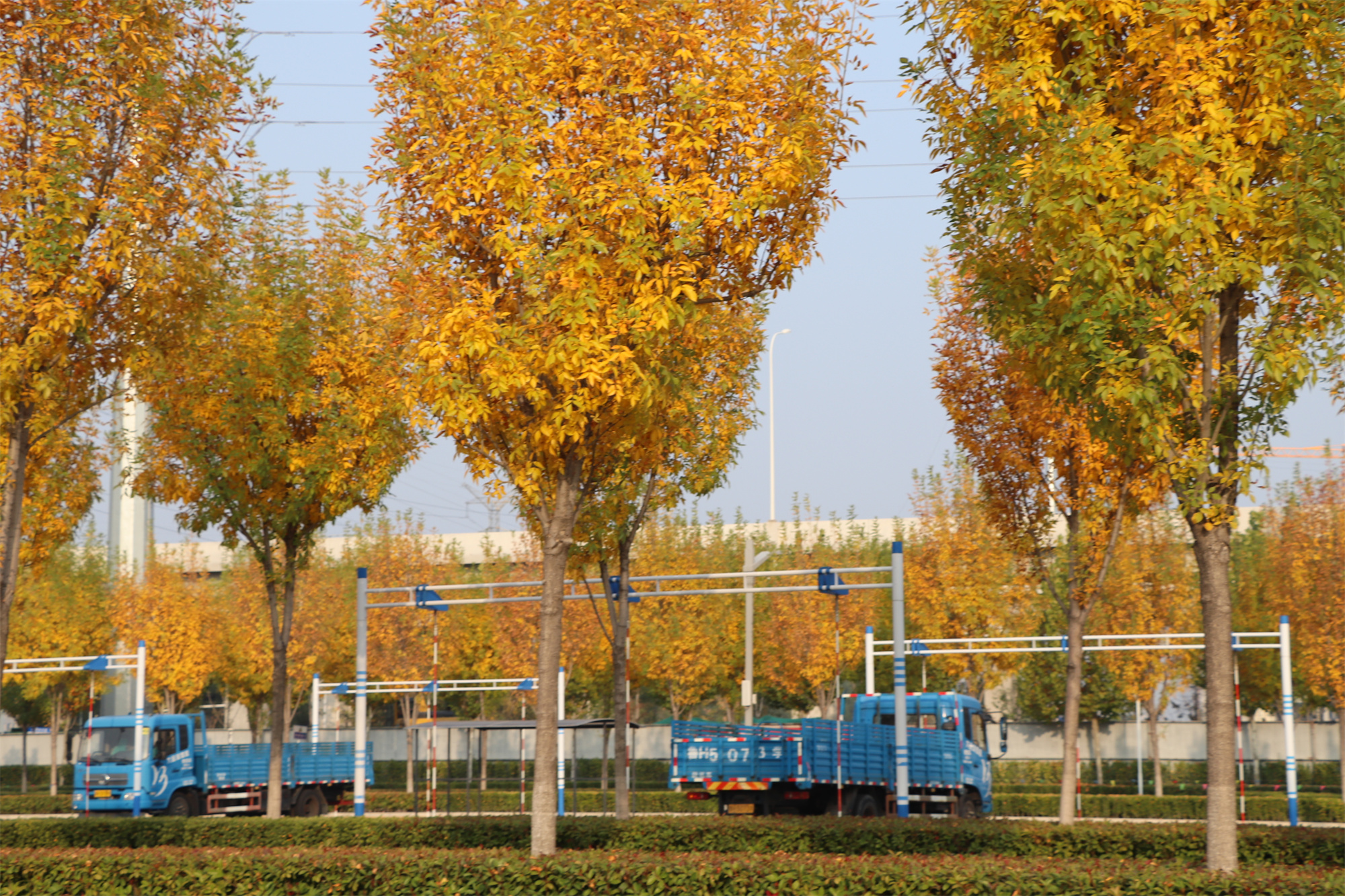 【濟(jì)寧大運(yùn)河駕?！坎蹲今{校亮麗風(fēng)景，定格最美初冬校園~(圖1)