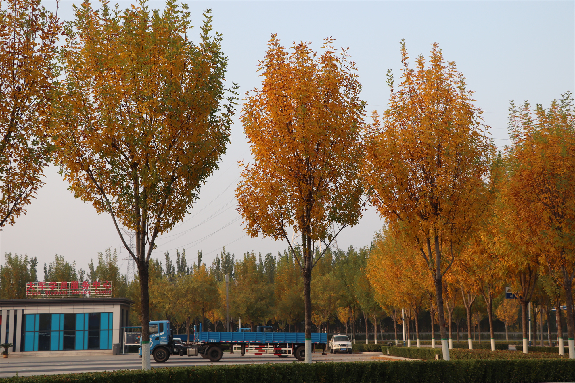 【濟(jì)寧大運(yùn)河駕?！坎蹲今{校亮麗風(fēng)景，定格最美初冬校園~(圖8)