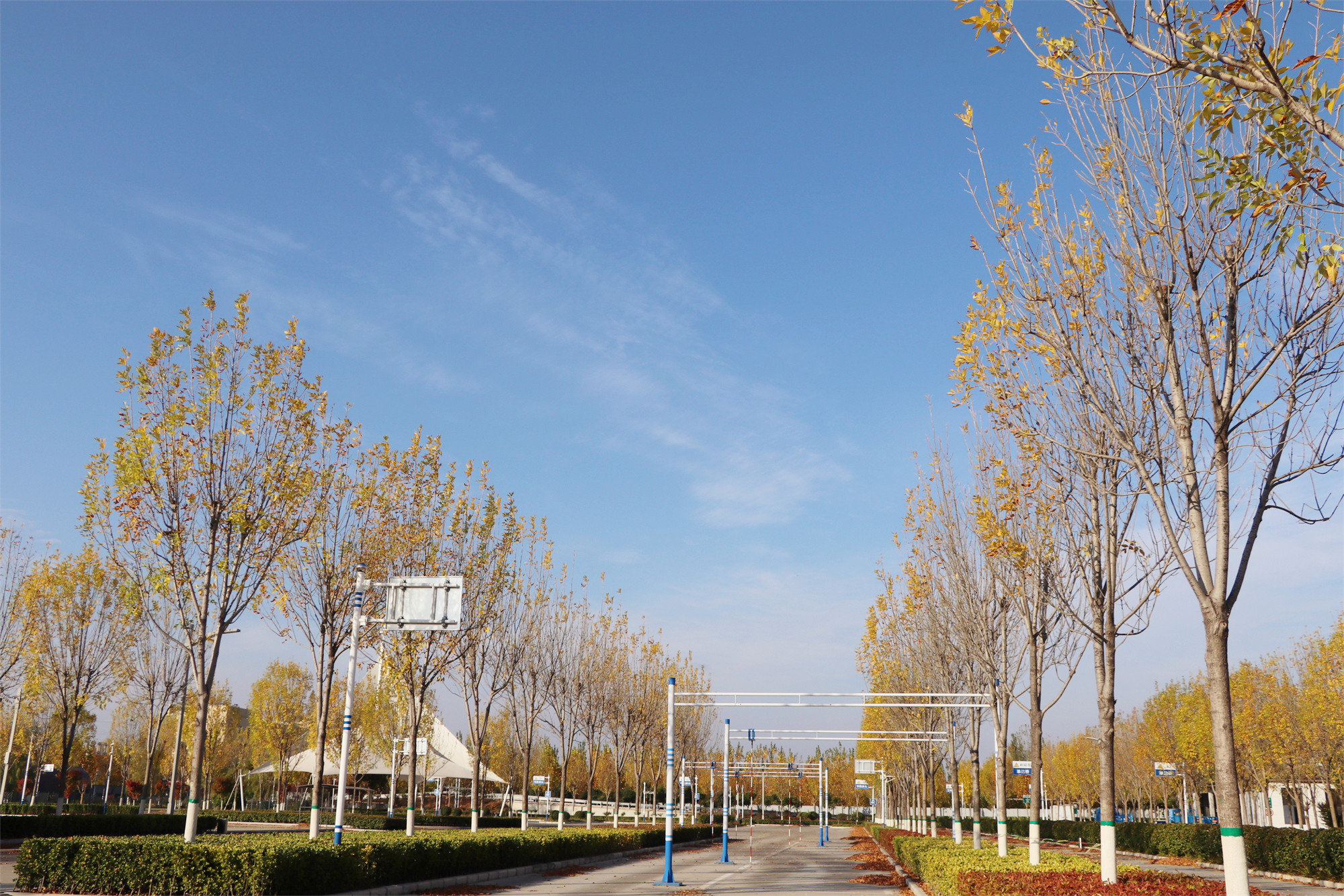 【濟(jì)寧大運(yùn)河駕?！坎蹲今{校亮麗風(fēng)景，定格最美初冬校園~(圖19)