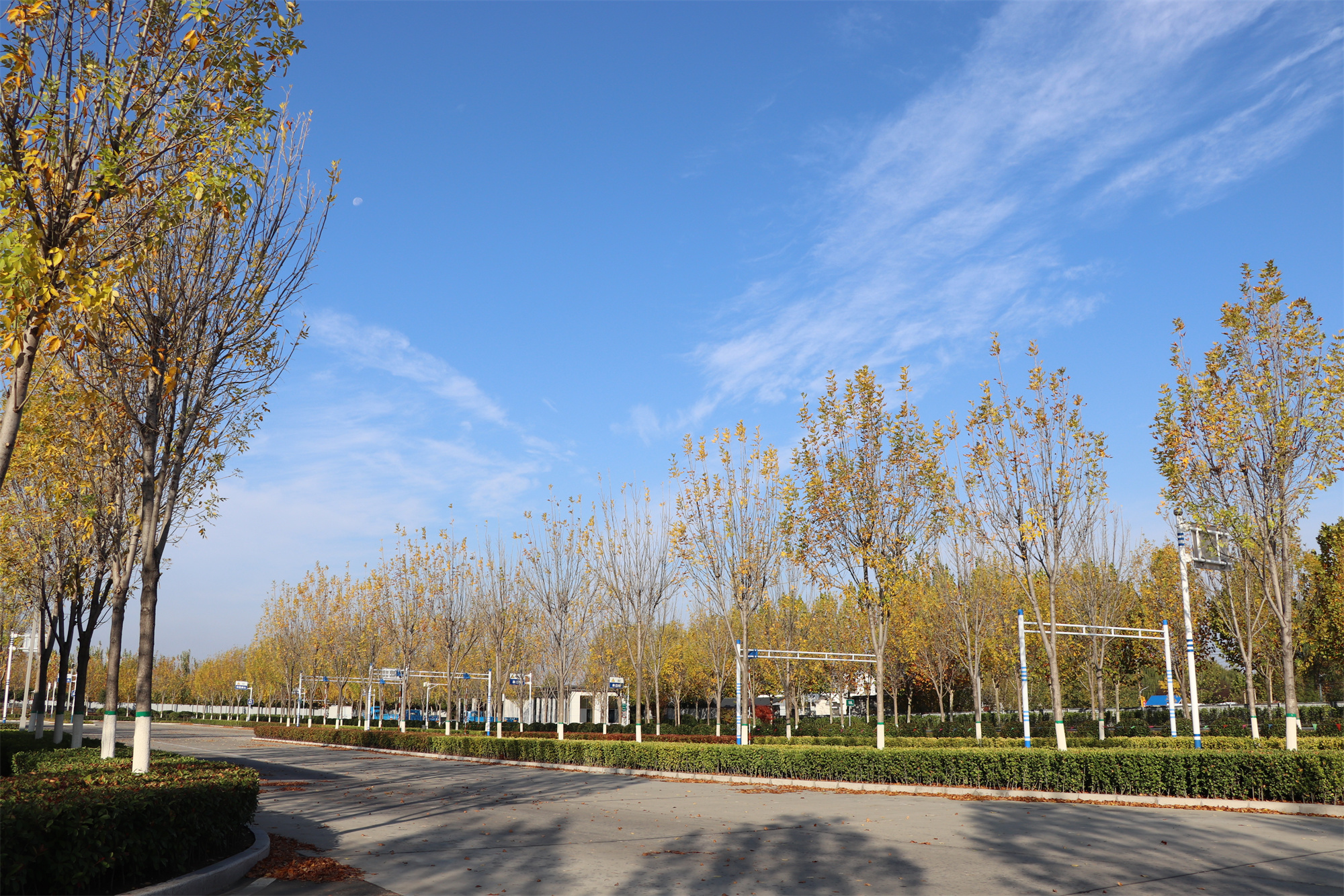 【濟(jì)寧大運(yùn)河駕?！坎蹲今{校亮麗風(fēng)景，定格最美初冬校園~(圖18)