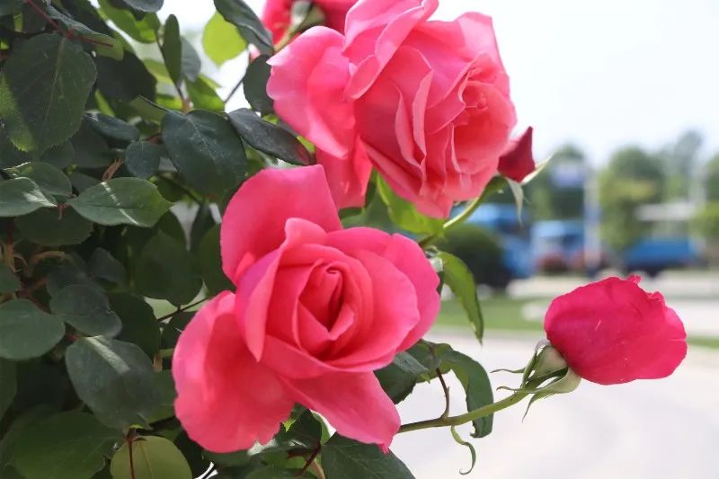 【濟(jì)寧大運(yùn)河駕?！磕赣H節(jié)丨感恩有您，陪我長(zhǎng)大(圖1)