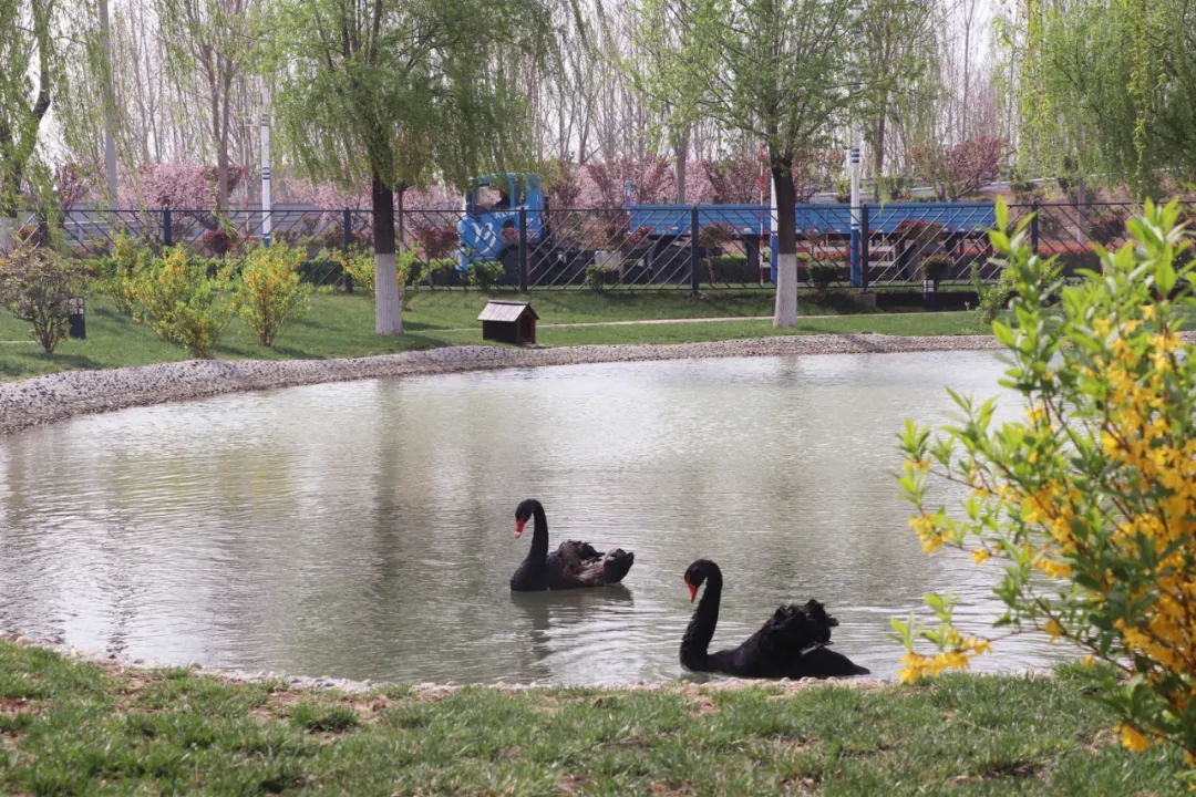 【濟(jì)寧大運(yùn)河駕?！坎回?fù)好春光，學(xué)車正當(dāng)時(shí)！(圖8)