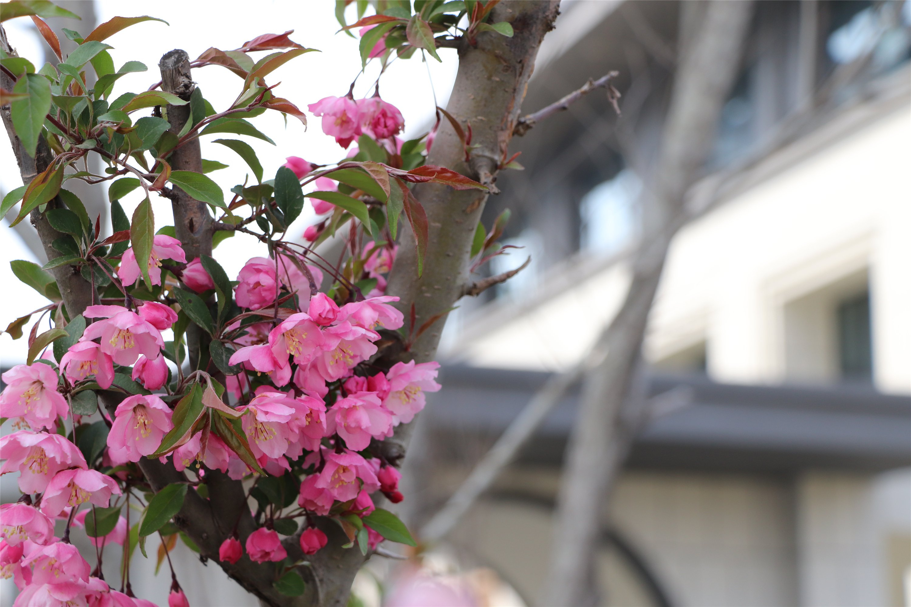 新學期，春色已如許，你準備好了嗎？(圖2)