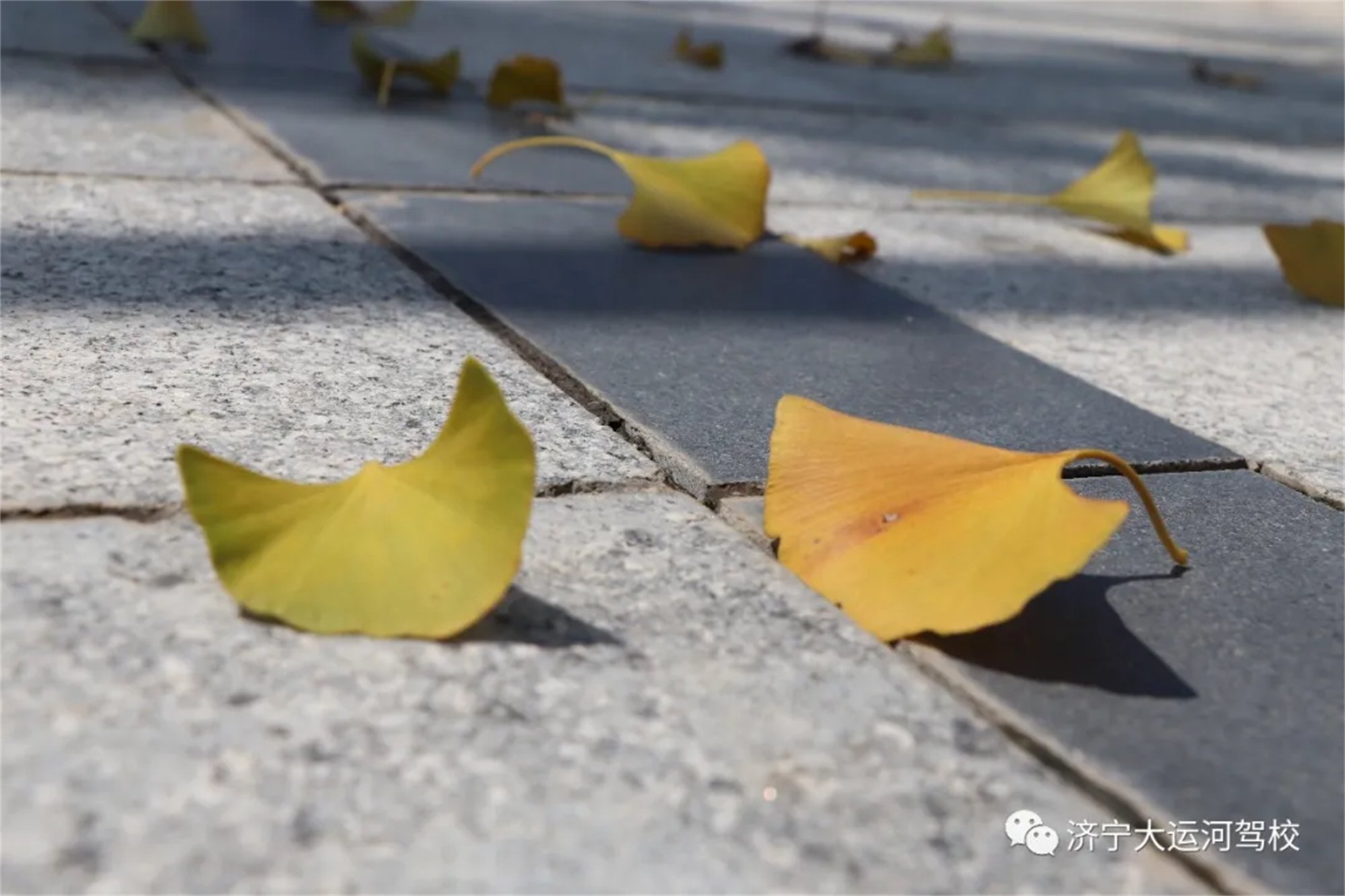 【濟寧大運河駕?！课铱梢缘饶阋粋€夏天，但秋天一定要來(圖1)