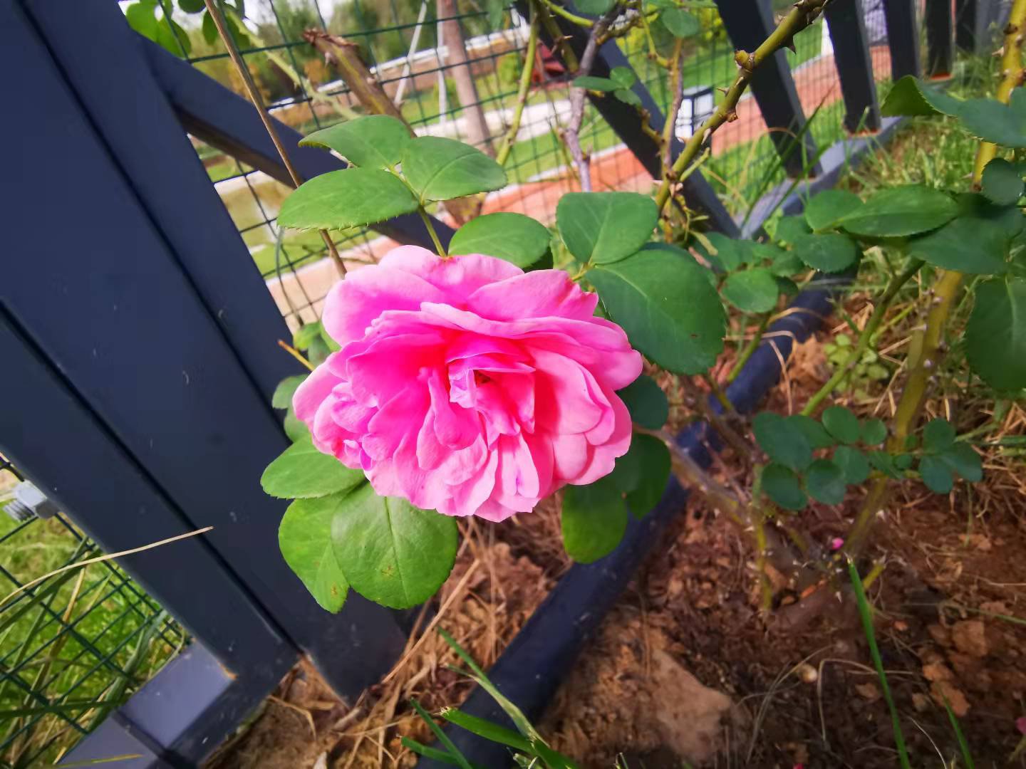 【濟寧大運河駕?！堪碌南掠晏撞停裉旖K于出太陽啦！(圖4)